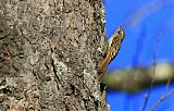 Hume's Treecreeper